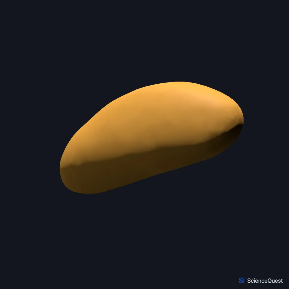 The pineal body on its own, seen from the front and right: a small body shaped like a pine cone.