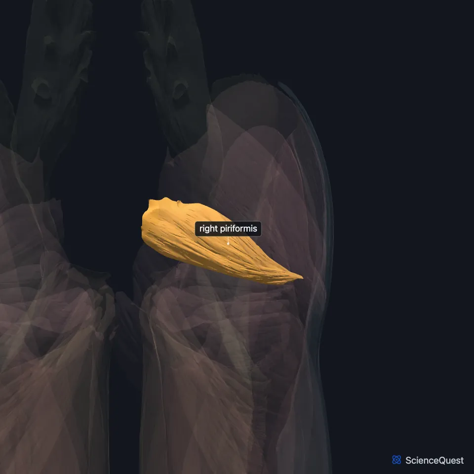 The muscles of both lower limbs seen from behind, faded, with the right piriformis highlighted and labeled deep in the buttock, running out from the sacrum toward the top of the femur.
