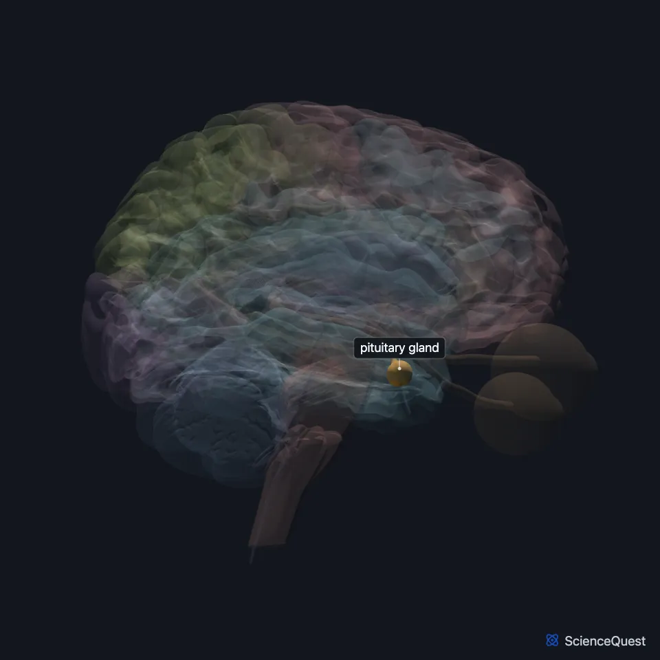 Brain model seen from the right with the brain faded: the pituitary gland is highlighted, a small body below the base of the brain under the hypothalamus.