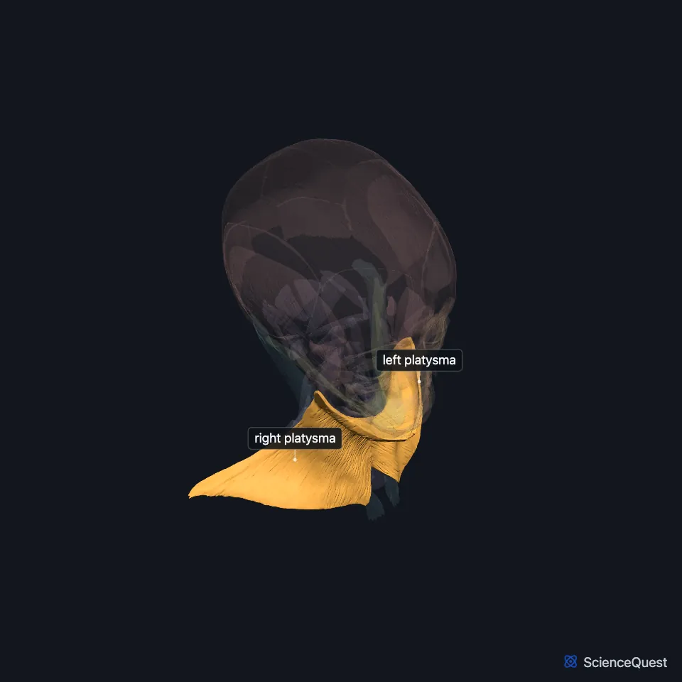 The head and neck muscle model in a three-quarter view from the front, faded, with the right and left platysma highlighted and labeled as thin sheets over the front and sides of the neck.