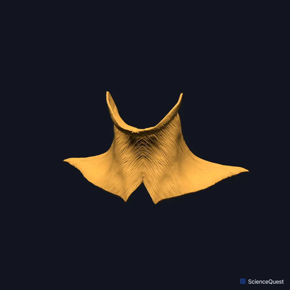 The right and left platysma alone, seen from the front: two thin sheets that spread from the upper chest and shoulders up the front and sides of the neck to the jaw.