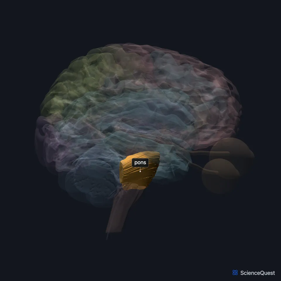 Brain model seen from the right with the rest faded: the pons is highlighted as the bulge on the front of the brain stem, below the midbrain, above the medulla and in front of the cerebellum.
