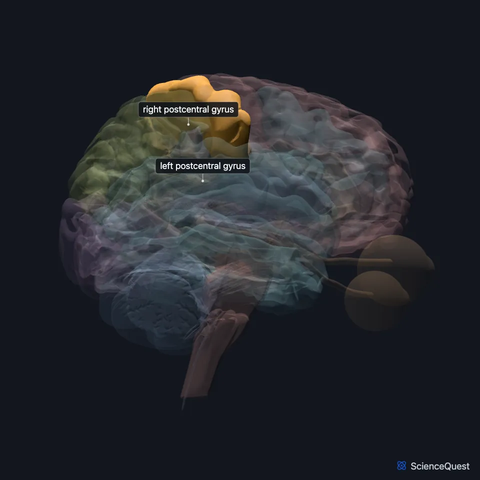 The brain model seen from the right, other structures faded, with the postcentral gyrus highlighted: the strip of parietal cortex just behind the central sulcus.