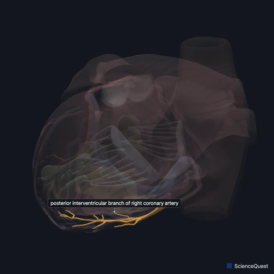 Back view of the heart model with the wall faded and the posterior interventricular artery highlighted, running down the back of the heart toward the apex.
