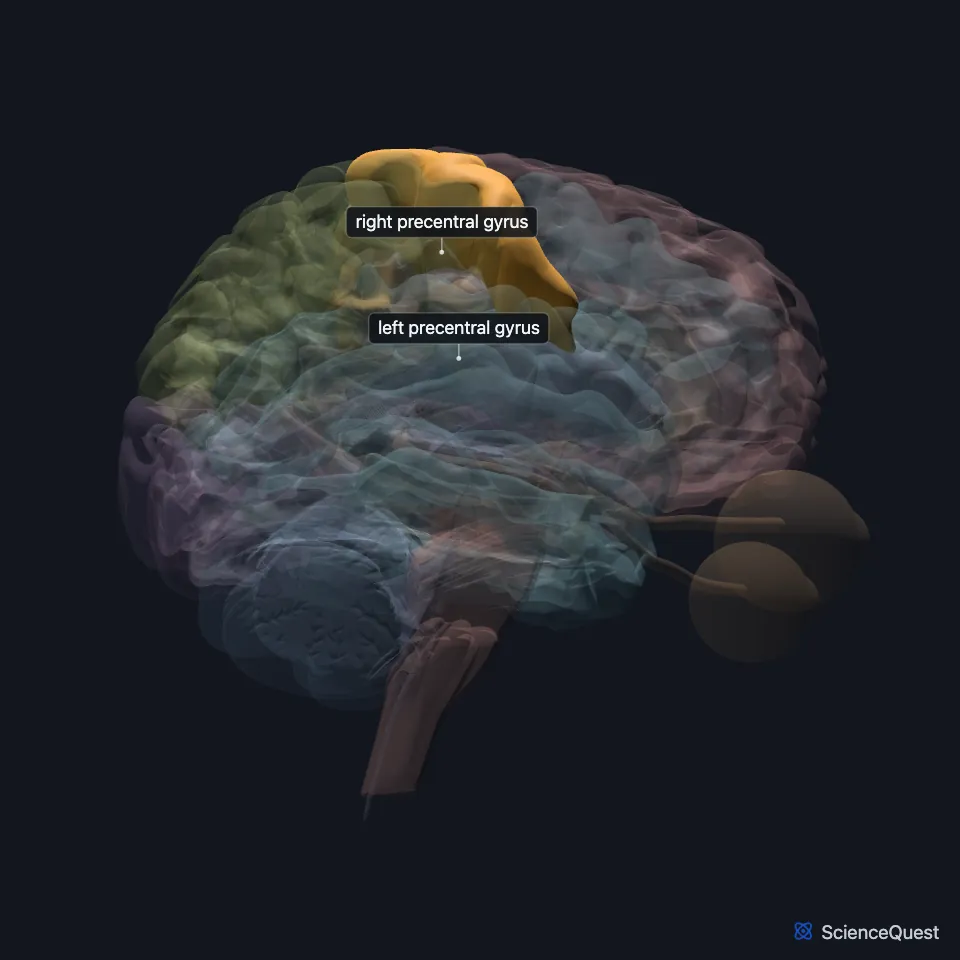 The brain model seen from the right, other structures faded, with the precentral gyrus highlighted: the strip of frontal cortex just in front of the central sulcus.