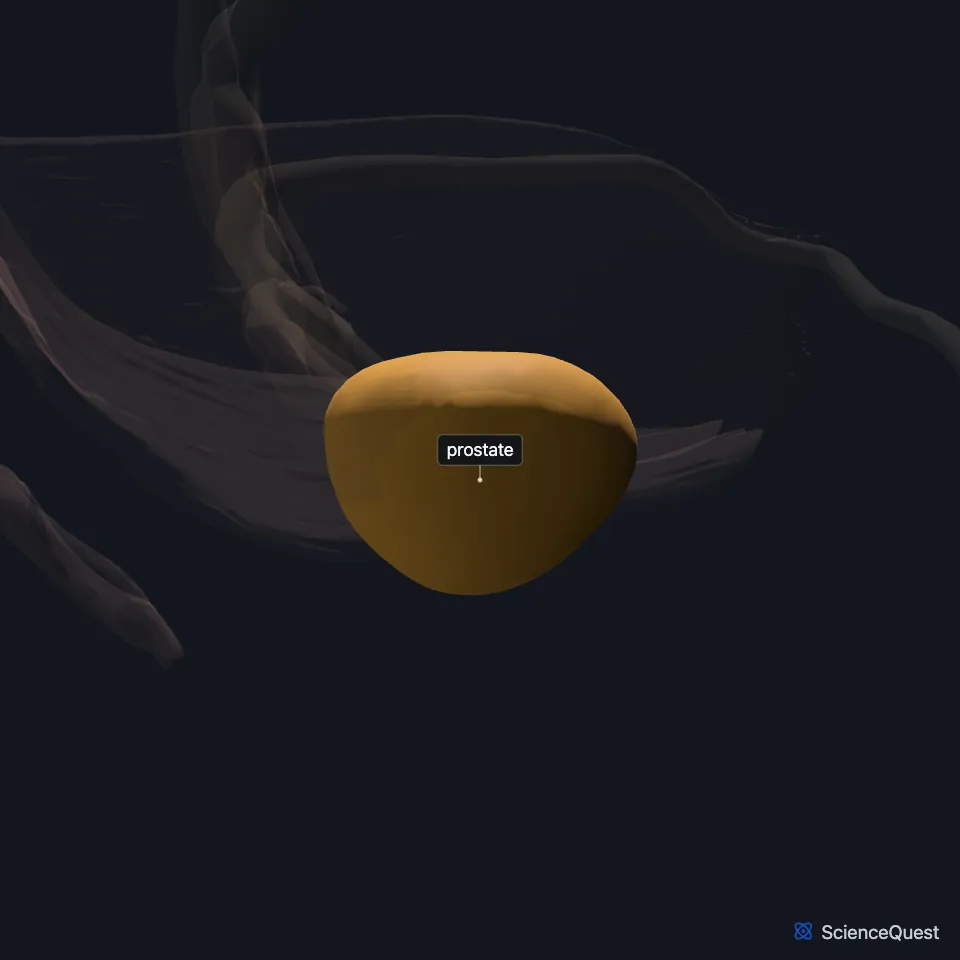 The male reproductive organs from the side, with the penis hidden and the rest faded, and the prostate highlighted and labeled between the pelvic floor muscles.