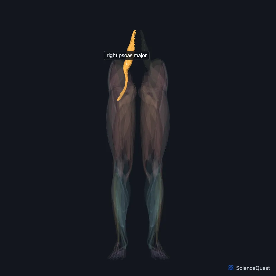 The muscles of both lower limbs seen from the front, faded, with the right psoas major highlighted and labeled, running down from the lumbar region past the pelvis to the top of the right thigh.