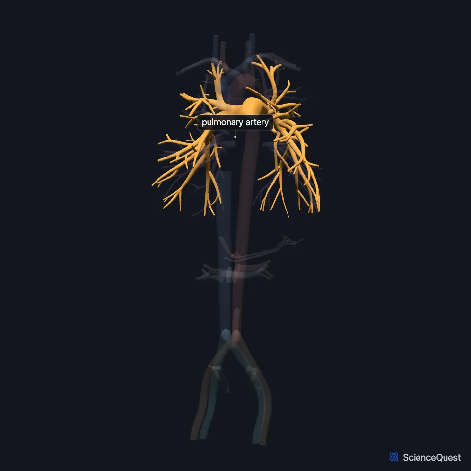 The great vessels from the front, all faded except the pulmonary artery, highlighted from its trunk beside the ascending aorta out into its branches in both lungs.