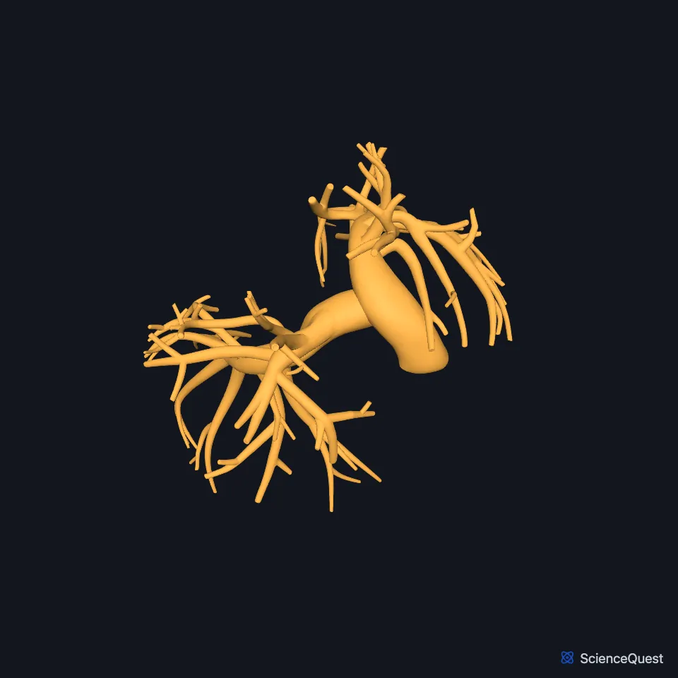 The pulmonary artery on its own, seen from above, its trunk dividing into right and left branches that spread through both lungs.