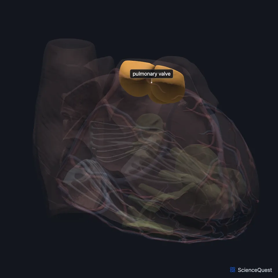 Front view of the heart model with the wall faded, showing the pulmonary valve highlighted at the top of the right ventricle, the highest of the valves.