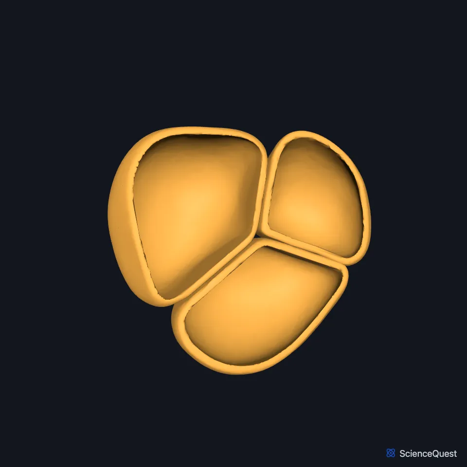 The pulmonary valve on its own, seen from above.