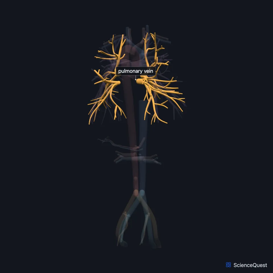 The great vessels from behind, all faded except the pulmonary vein, highlighted as branching vessels in both lungs that gather toward the middle of the chest.