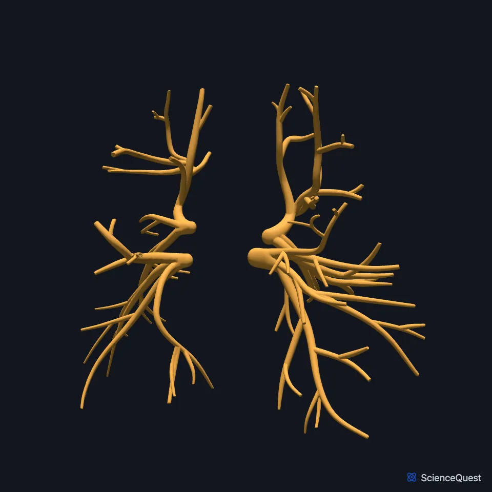The pulmonary vein on its own, seen from behind, its branches spreading through both lungs.