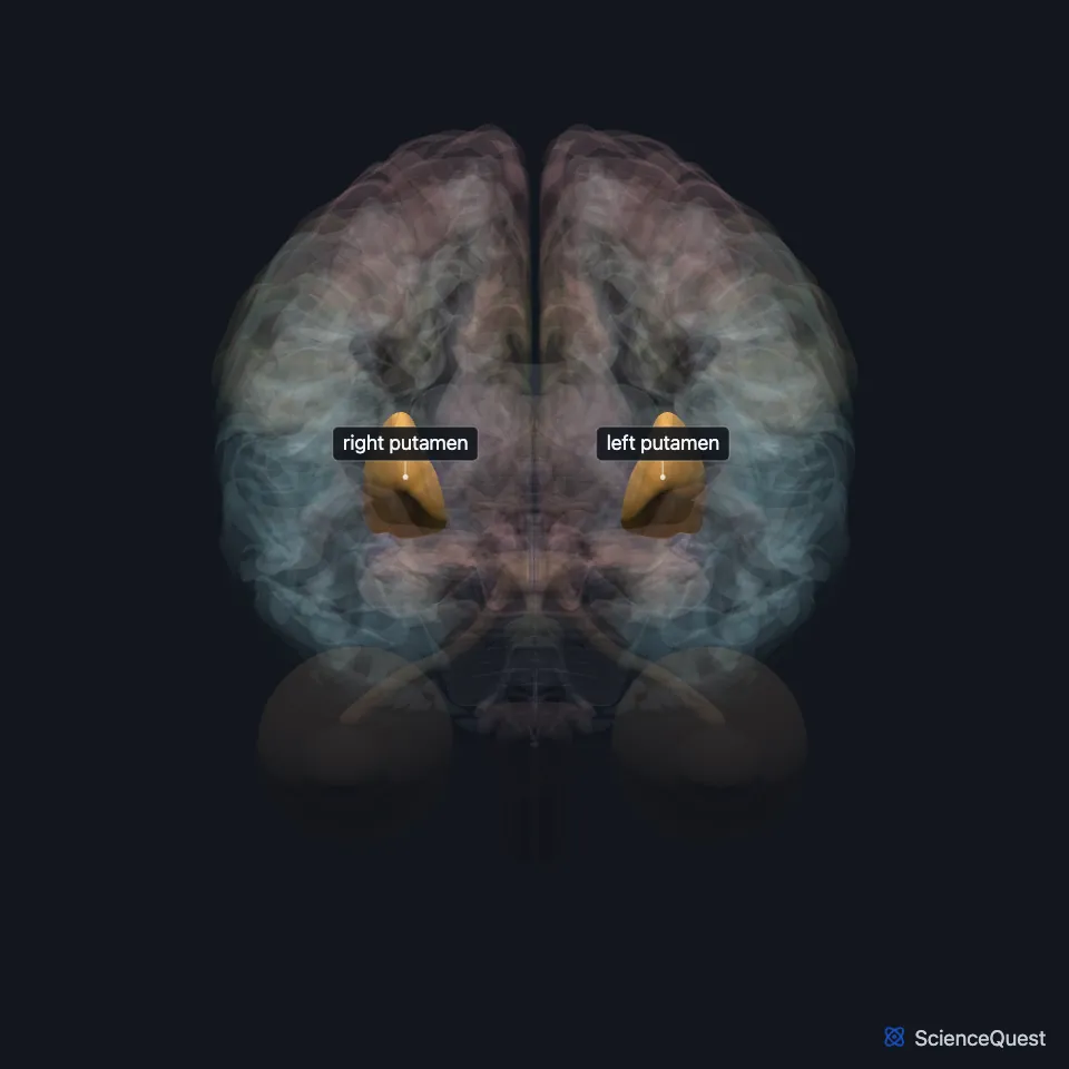 Brain model seen from the front with the cerebrum faded: the right and left putamen are highlighted deep in each hemisphere, either side of the midline.