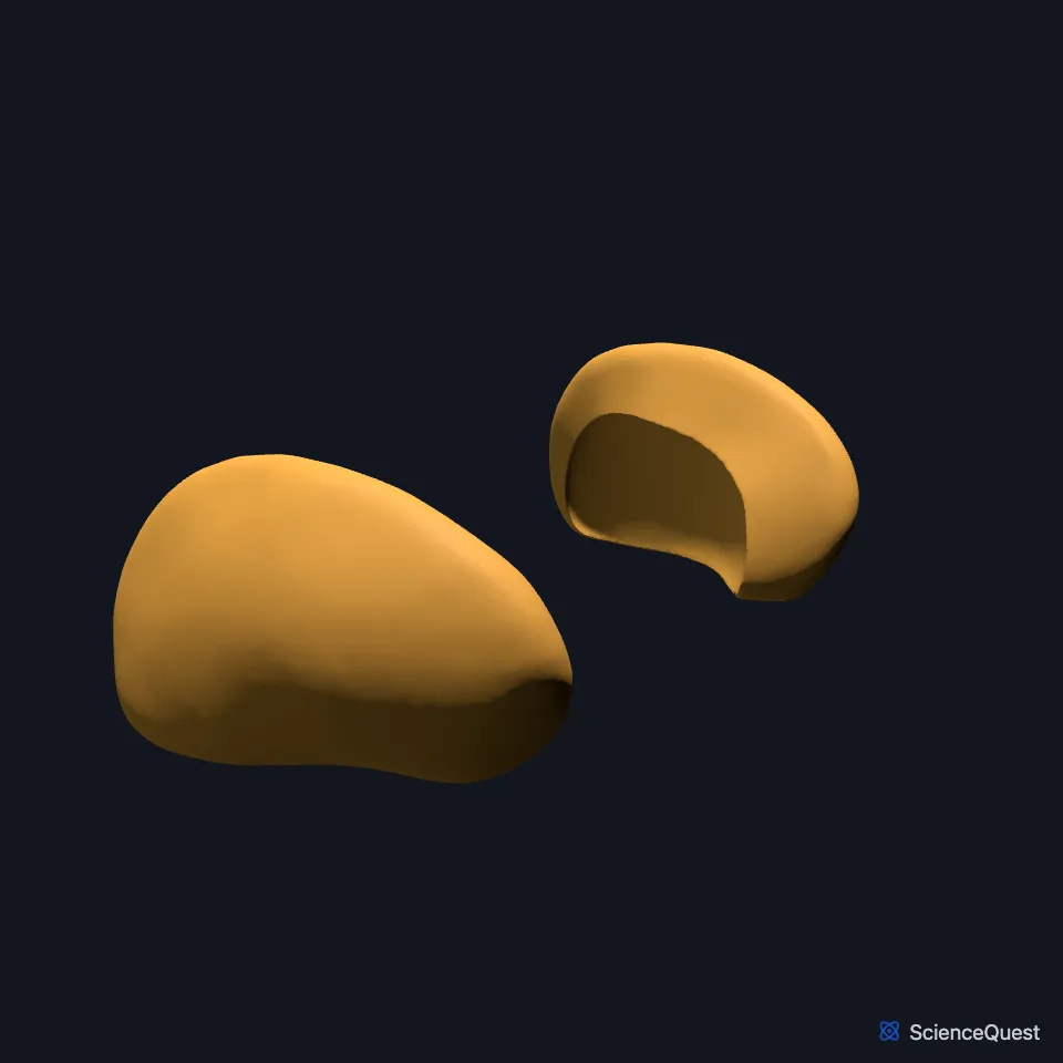 The right and left putamen on their own, seen from the front and right.