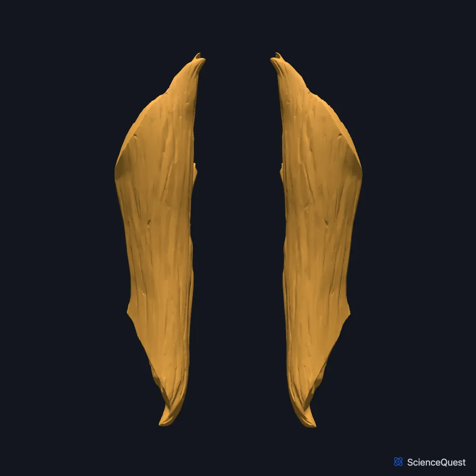 The right and left quadratus lumborum alone, seen from behind: two long, flat muscles side by side, with a gap between them where the lumbar spine would lie.