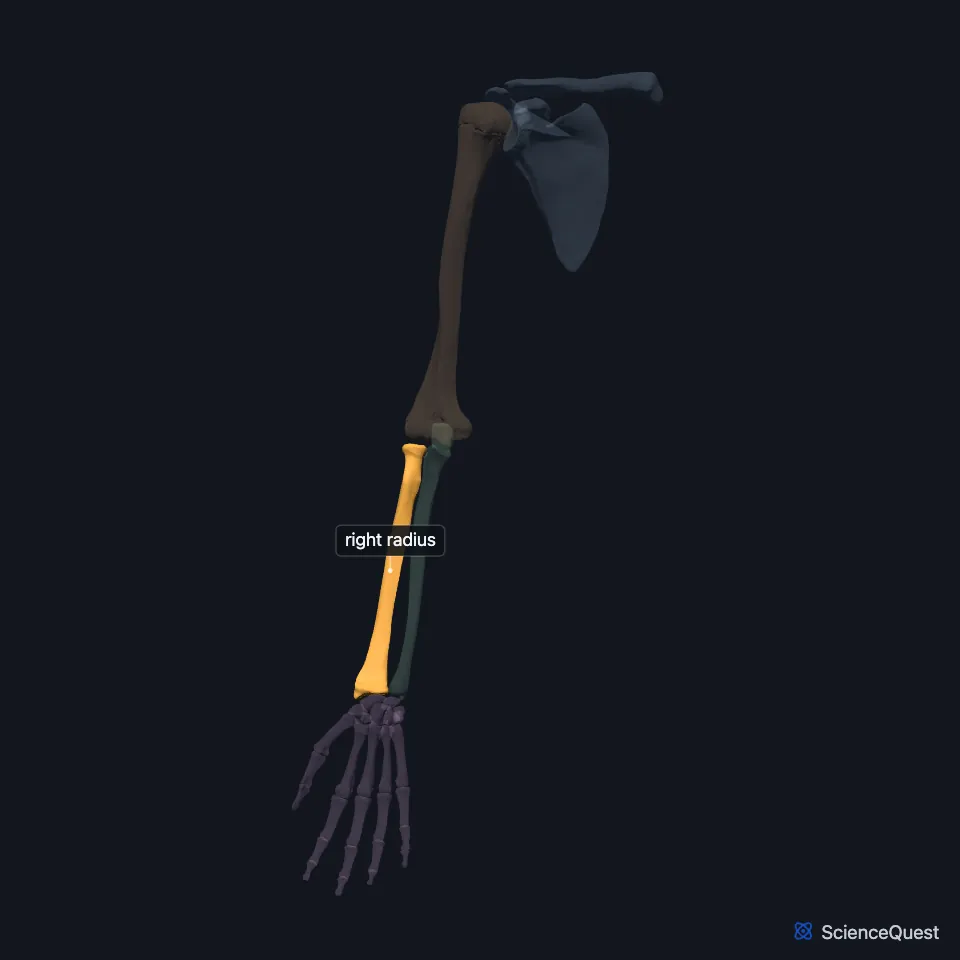 The right upper limb skeleton from the front, palm forward, the other bones faded, with the radius highlighted on the thumb side of the forearm.
