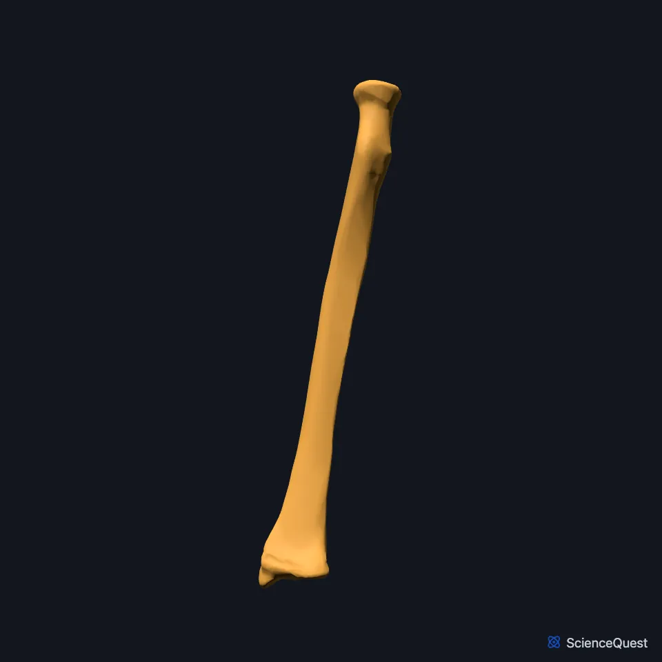 The right radius on its own, seen from the front, from the disc-shaped head at the top down the shaft to the wide lower end.