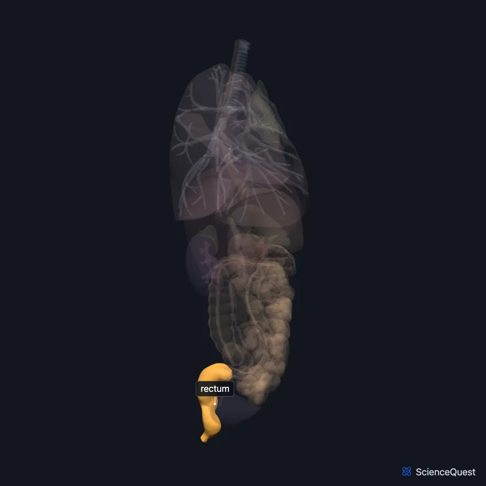 Right side view of the chest and abdominal organs, all faded except the rectum, highlighted low in the pelvis at the back of the model, below the faded coils of the intestine.