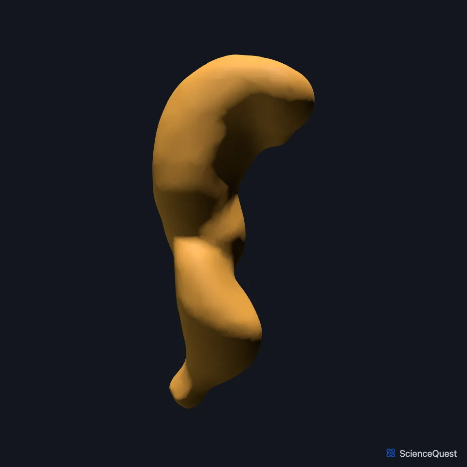 The rectum on its own, seen from the right, showing its front-to-back curve.