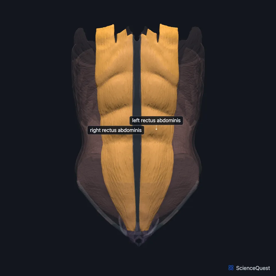 The abdominal wall and pelvic floor muscle model seen from the front, faded, with the right and left rectus abdominis highlighted and labeled as two vertical straps either side of the midline.