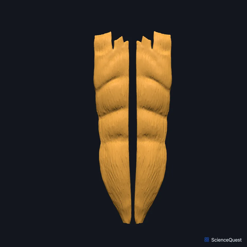 The right and left rectus abdominis alone, seen from the front: two long, narrow vertical muscles side by side, each crossed by its tendinous intersections.