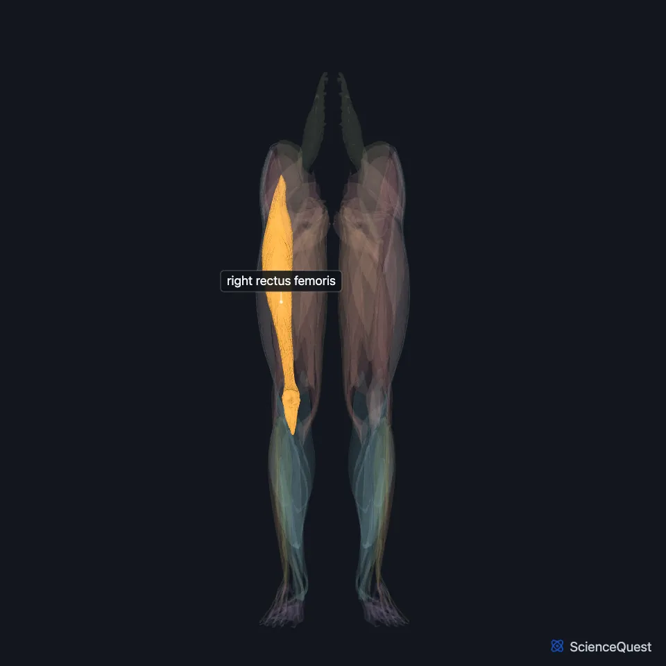The muscles of both lower limbs seen from the front, faded, with the right rectus femoris highlighted and labeled down the middle of the front of the right thigh.