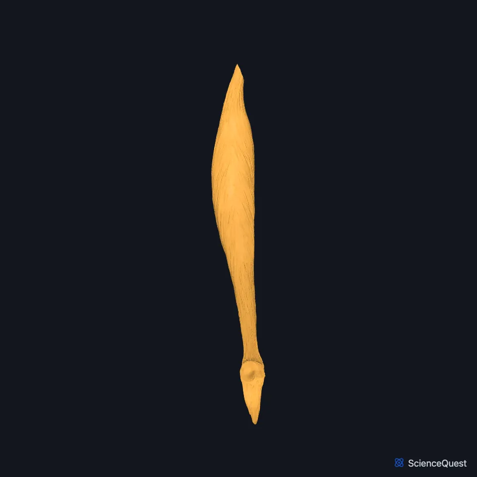 The right rectus femoris alone, seen from the front: a long, straight muscle running down the thigh and narrowing to its tendon above the knee.