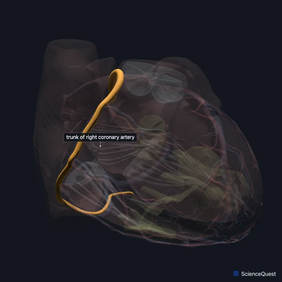 Front view of the heart model with the wall faded and the trunk of the right coronary artery highlighted, curving along the heart’s right side.
