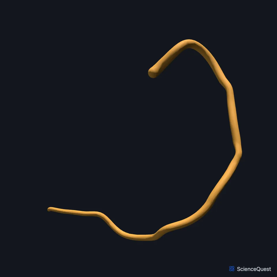 The trunk of the right coronary artery on its own, seen from the right side.