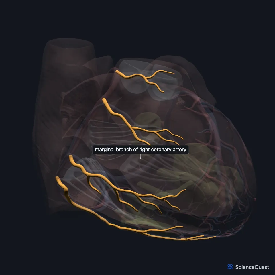 Front view of the heart model with the wall faded and the marginal branch of the right coronary artery highlighted, running along the lower border of the front of the heart.