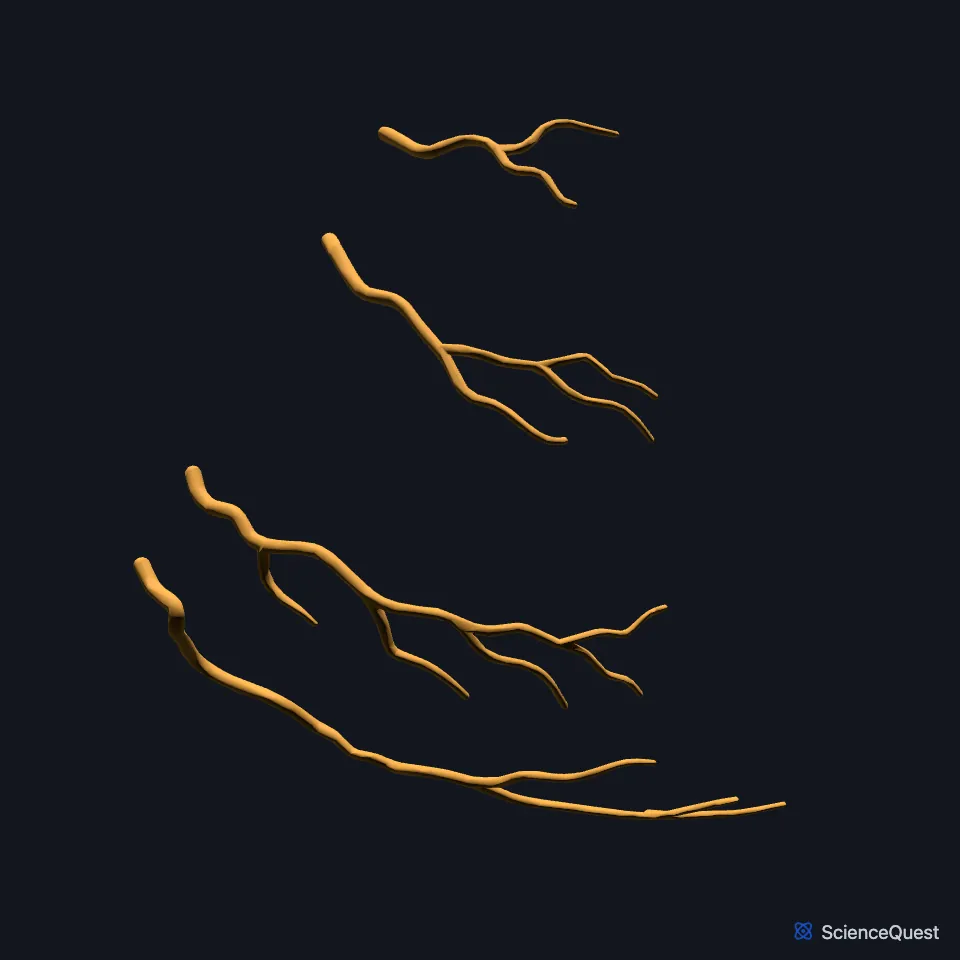 The marginal branch of the right coronary artery on its own, seen from the front.