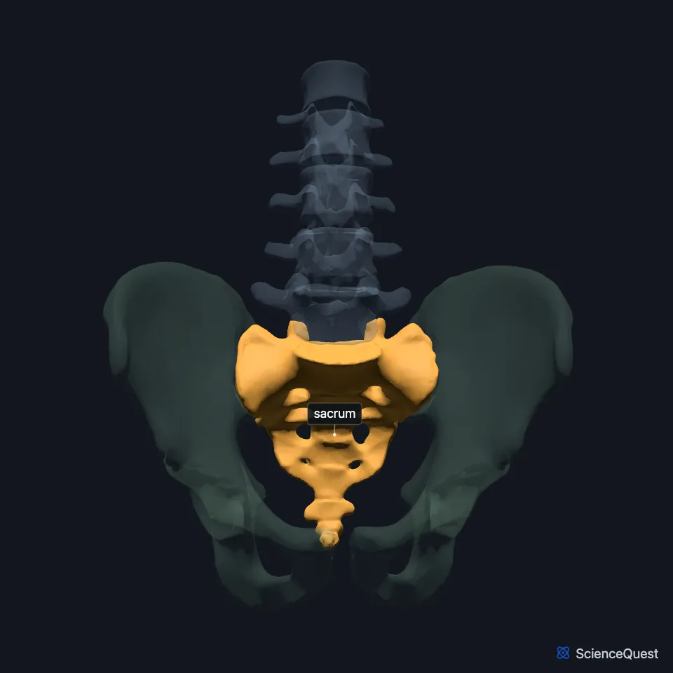 Front view of the lower spine and pelvis with the sacrum highlighted between the two hip bones, below the fifth lumbar vertebra.