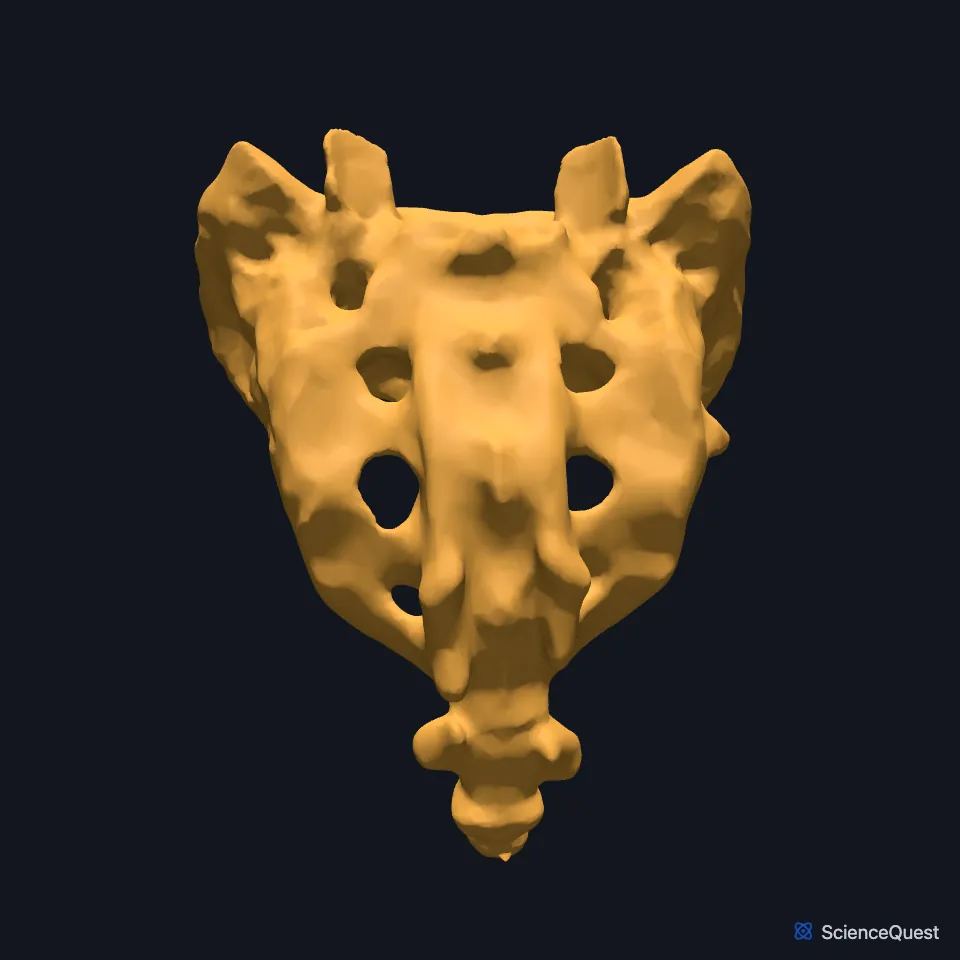 The sacrum alone, seen from behind: a triangle tapering downward, with a row of foramina on each side of the midline crest.