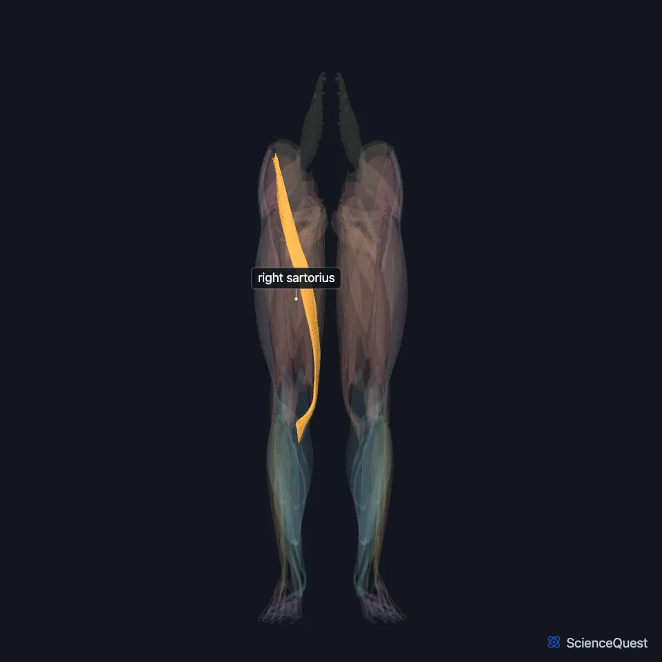 The muscles of both lower limbs seen from the front, faded, with the right sartorius highlighted and labeled, crossing the right thigh from the outer hip to the inner knee.
