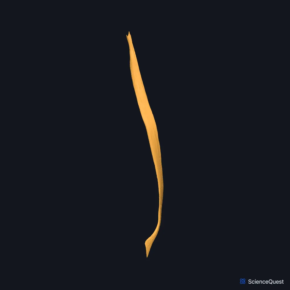 The right sartorius alone, seen from the front: a long, narrow band running down and inward from the hip to the inner side of the knee.