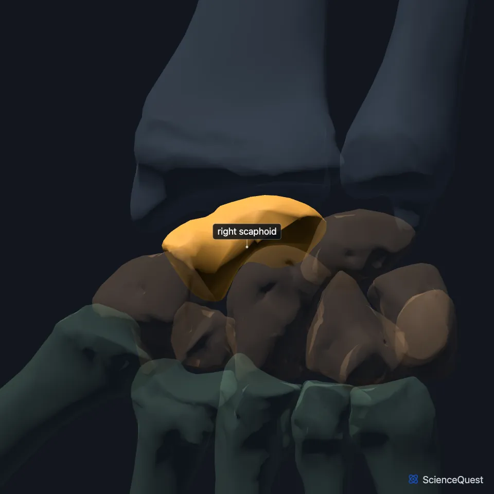 The right hand and wrist skeleton from the palm side, the other bones faded, with the scaphoid highlighted at the thumb end of the proximal carpal row, next to the radius.