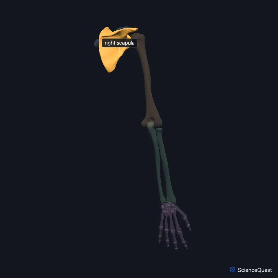 The right upper limb skeleton from behind, the other bones faded, with the scapula highlighted on the back of the shoulder beside the head of the humerus.