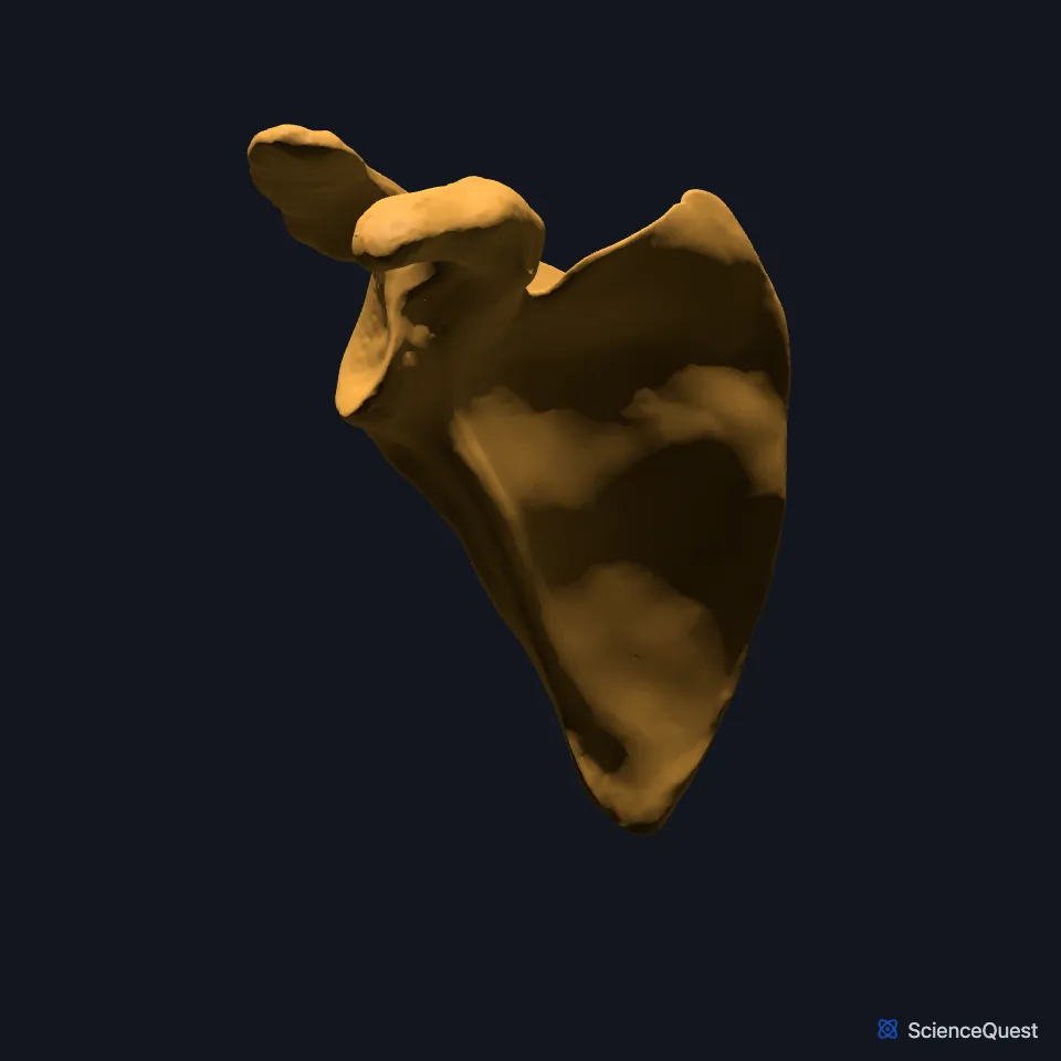 The right scapula on its own, seen from the front, its broad subscapular fossa facing you and the glenoid cavity at its lateral corner.