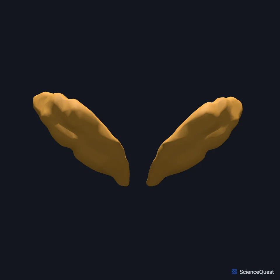 The right and left seminal vesicles on their own, seen from behind.