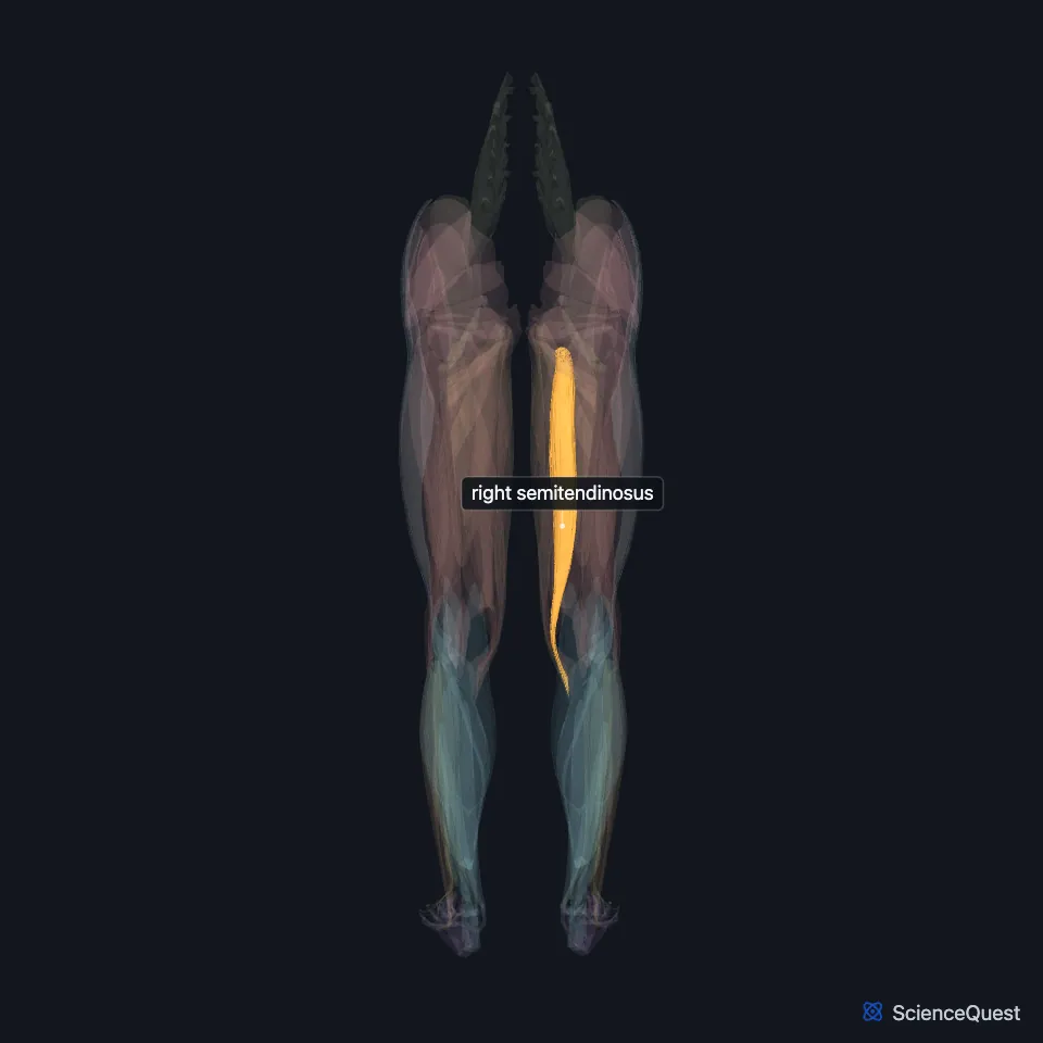 The muscles of both lower limbs seen from behind, faded, with the right semitendinosus highlighted and labeled down the inner back of the right thigh.