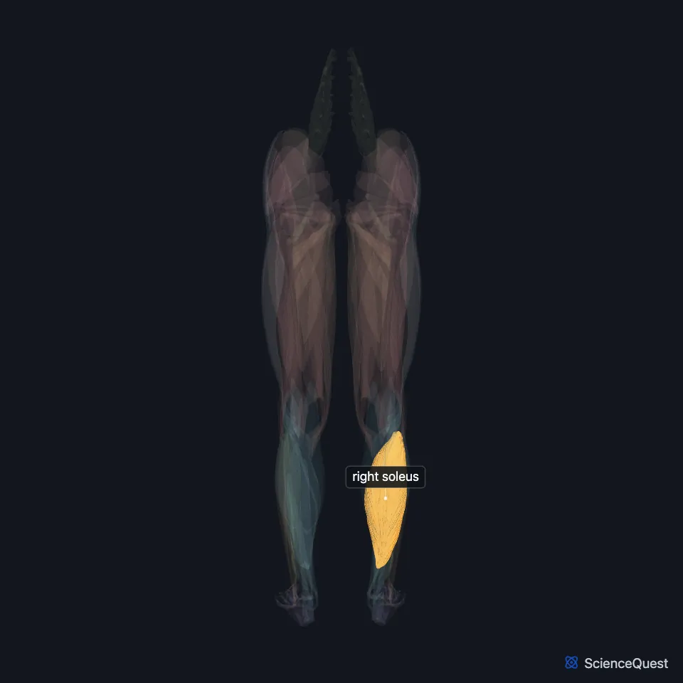 The muscles of both lower limbs seen from behind, faded, with the right soleus highlighted and labeled in the right calf, under the gastrocnemius.
