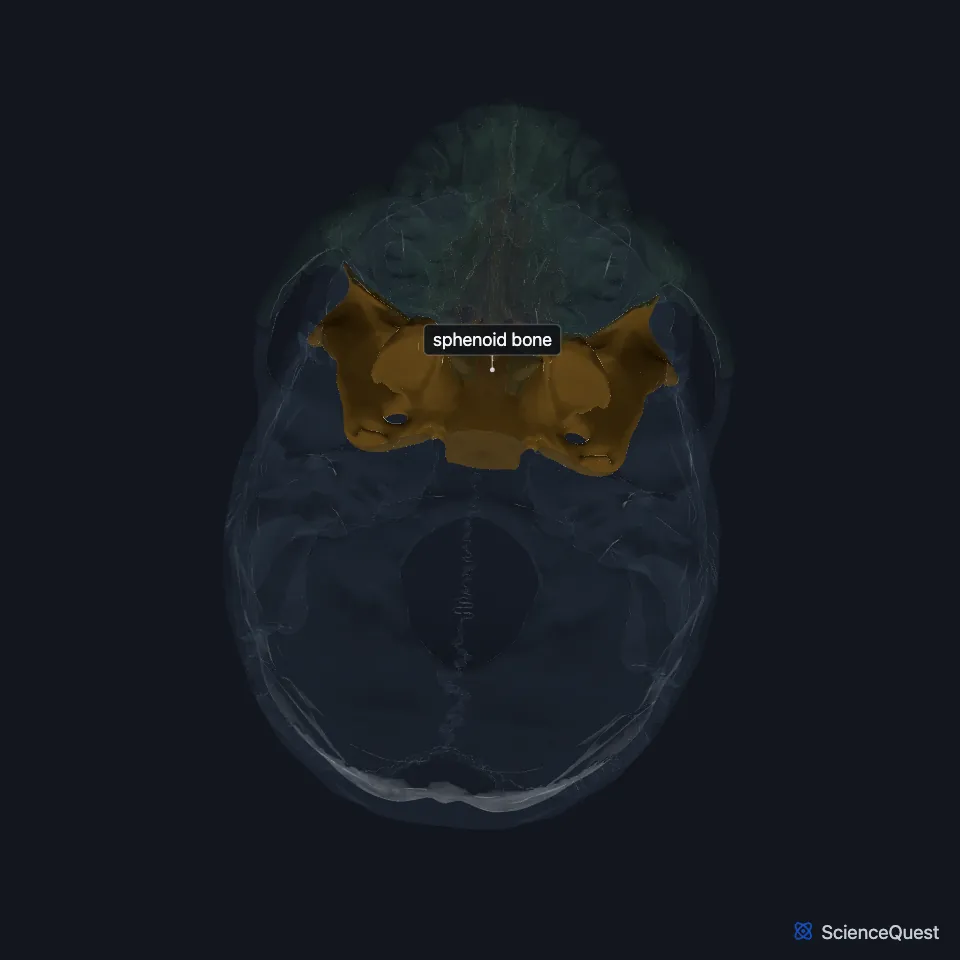The skull base from below, with the mandible and hyoid hidden and the sphenoid highlighted at the center of the base.