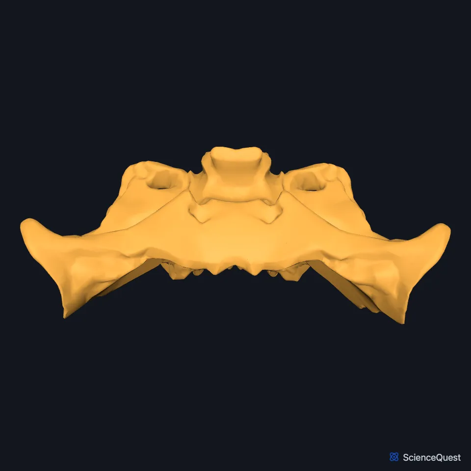 The sphenoid alone, seen from above: the central body with the sella turcica, the lesser wings in front and a greater wing to each side.