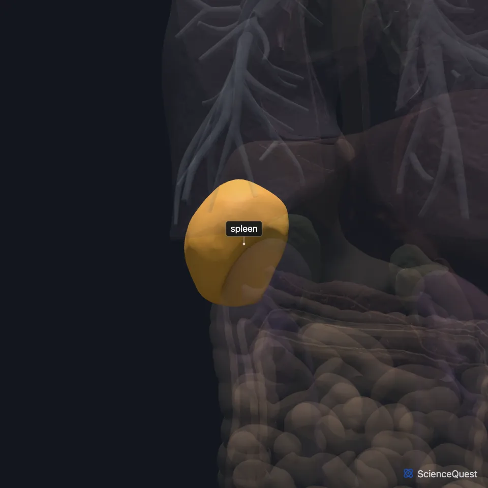 Back view of the chest and abdominal organs, all faded except the spleen, highlighted high on the body’s left side, below the faded left lung and above the coils of the intestine.