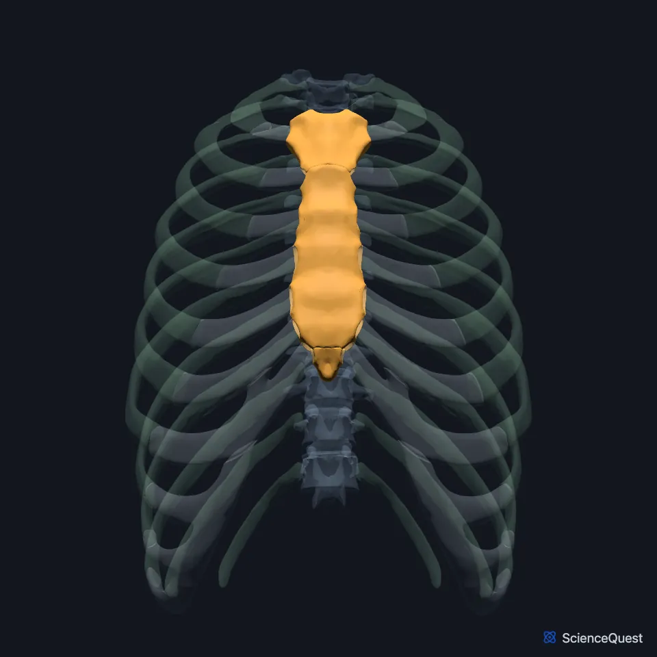 Front of the rib cage with the sternum highlighted in the midline, joined to the ribs by the costal cartilages.
