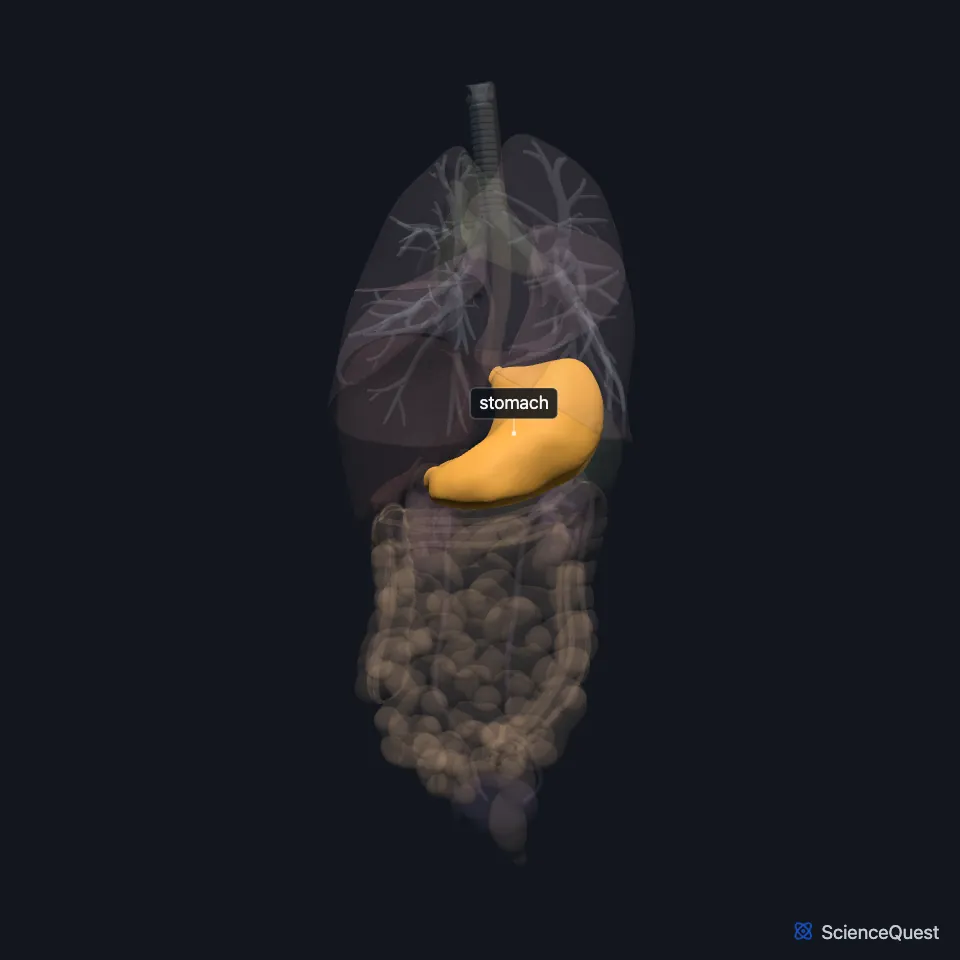 Front view of the chest and abdominal organs, all faded except the stomach, highlighted in the upper abdomen left of the midline, below the left lung and beside the liver.