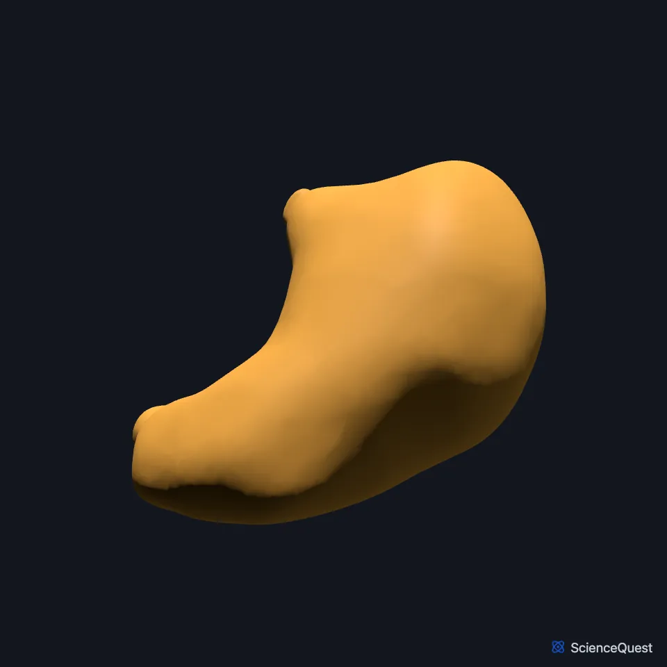The stomach on its own, seen from the front: the dome of the fundus high on the body’s left, the convex greater curvature along its left and lower edge, the concave lesser curvature on its right.