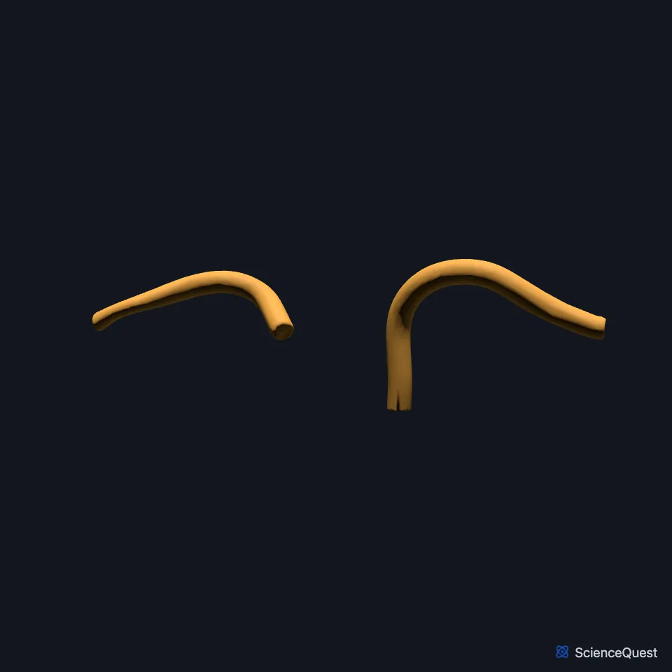 The right and left subclavian arteries on their own, seen from the front.