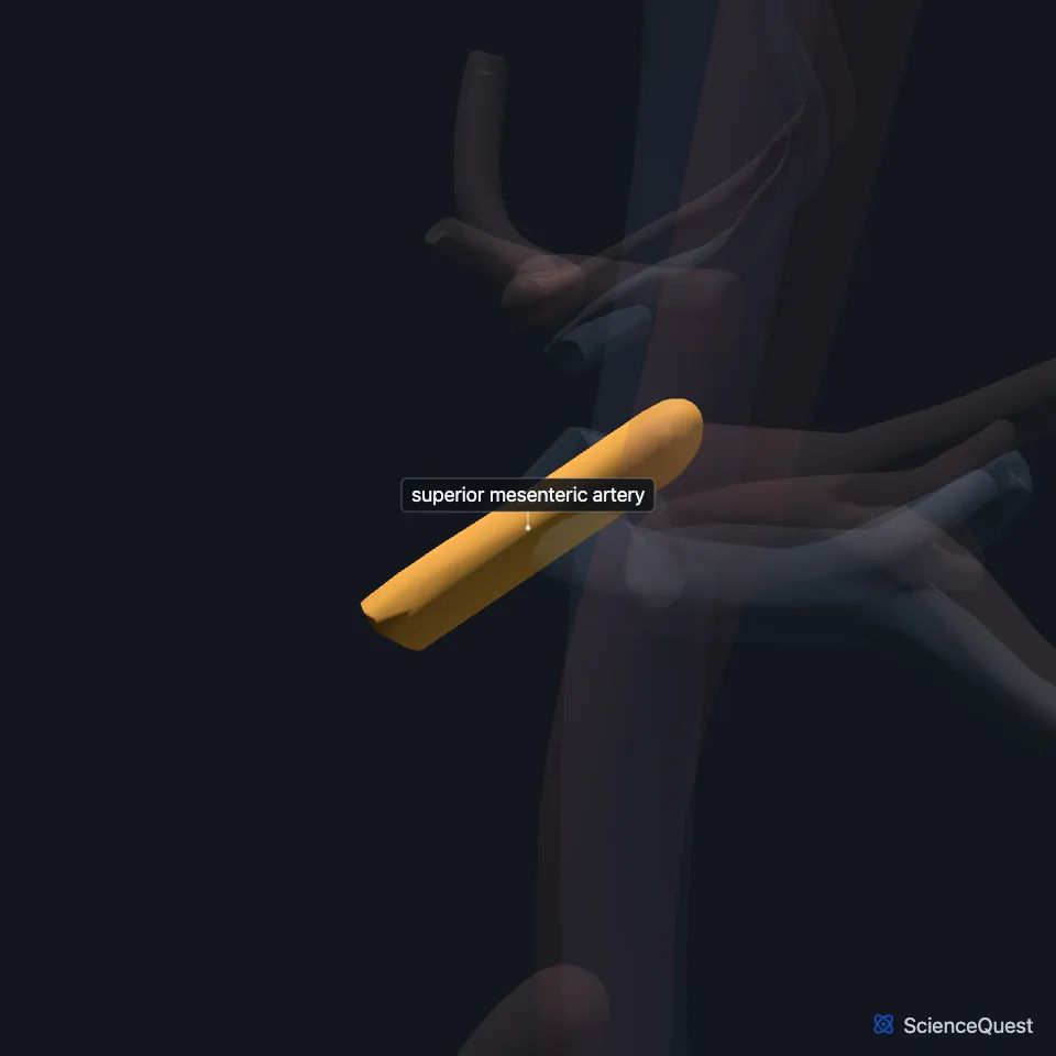 The great vessels from the left side, all faded except the superior mesenteric artery, highlighted leaving the front of the abdominal aorta below the celiac artery.